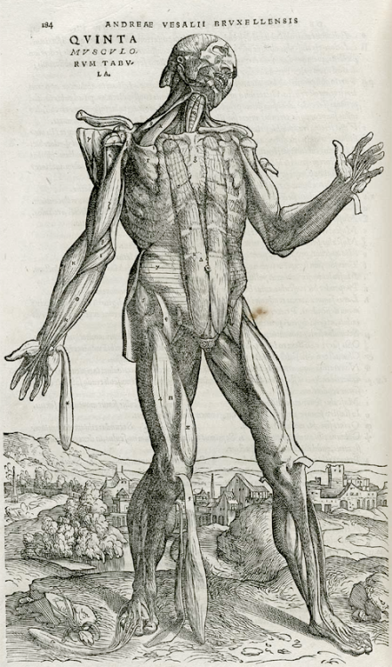 Andreas Vesalius, De humani corporis fabrica libri septem (1543)“Aren’t these illustrati