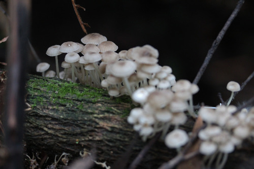 109pm: Mycena austrororida 1000 Steps Trail, Upper Ferntree Gully, VictoriaLate Autumn, May 2014Take