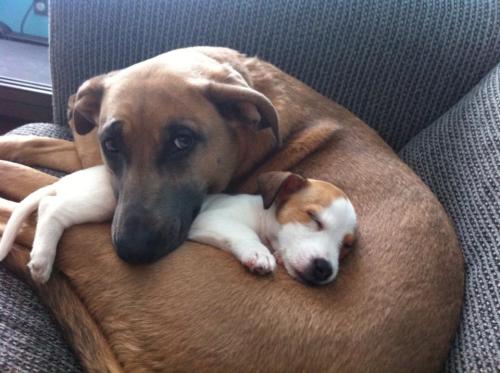 thecutestofthecute:awwww-cute:trial period to see if our older dog get’s along w/ new pup from rescu