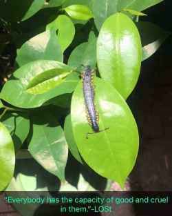 #centepede #guanabanaplant #life #death #sun   #animallover #foodporn #weather https://www.instagram.com/p/BnKKYjiggU3/?utm_source=ig_tumblr_share&amp;igshid=1tzju3017m5p9