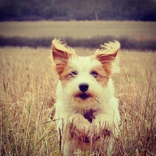 gloriouspuppies:  Play time? :)