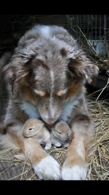 awwww-cute:  Moms have love for everyone