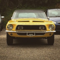 bhb-equanimitimmarcescible:  FORD MUSTANG