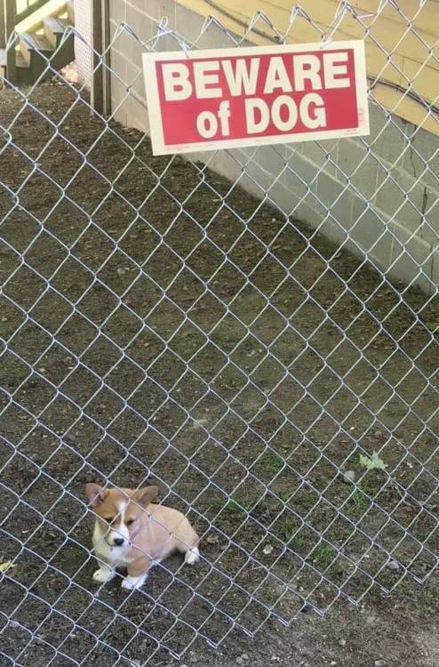 one-true-houselight: [id: a photo of a fence and a dog. The fence is high and chain link, and has a 