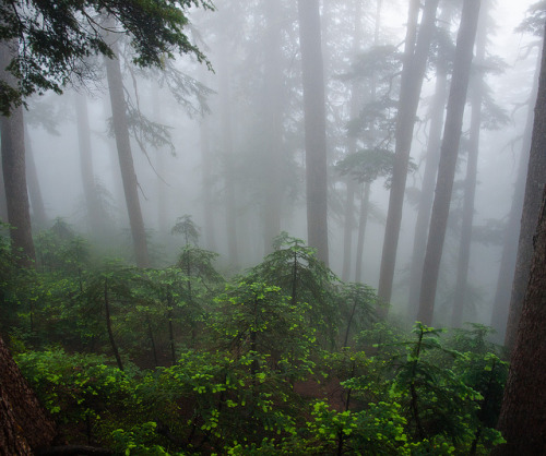 90377: Trees in Fog by Lomacar on Flickr.