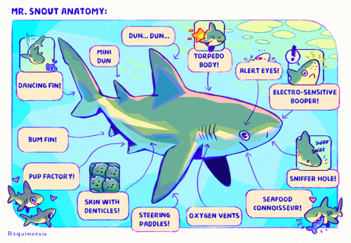 fabula-ultima: After quite a while, I finally managed to adapt these fun shark anatomy illustrations to Redbubble products! Many asked me to make posters or art prints available for sale and it is now possible in my little store! This is my store’s