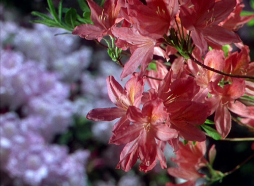 celibatemachine:   Black Narcissus (1947, Michael Powell, Emeric Pressburger)