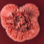 vampirovibrio