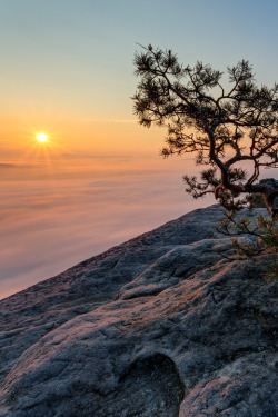 sundxwn:  small tree by Ivan Eissner