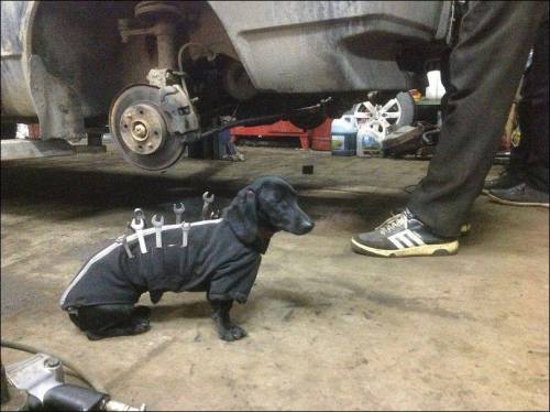 doggos-with-jobs: Tool boy works as a mechanic.