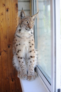 earthlynation:  Lynx 