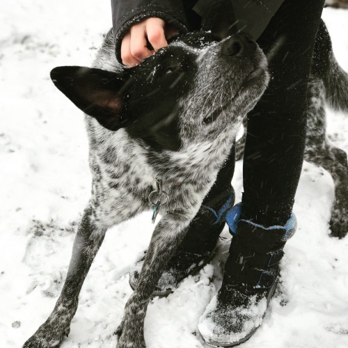 loving the snow with this handsome guy xx photo © @livwithdogs on instagram