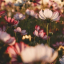 rosalieeeeeee