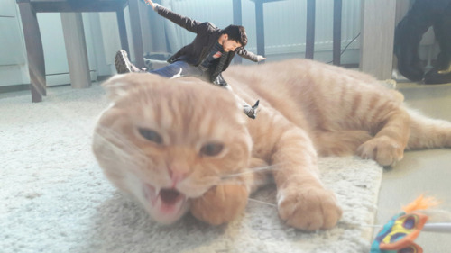 rainyplier:  markiplier the fearless cat tamer  may he rest in peace 