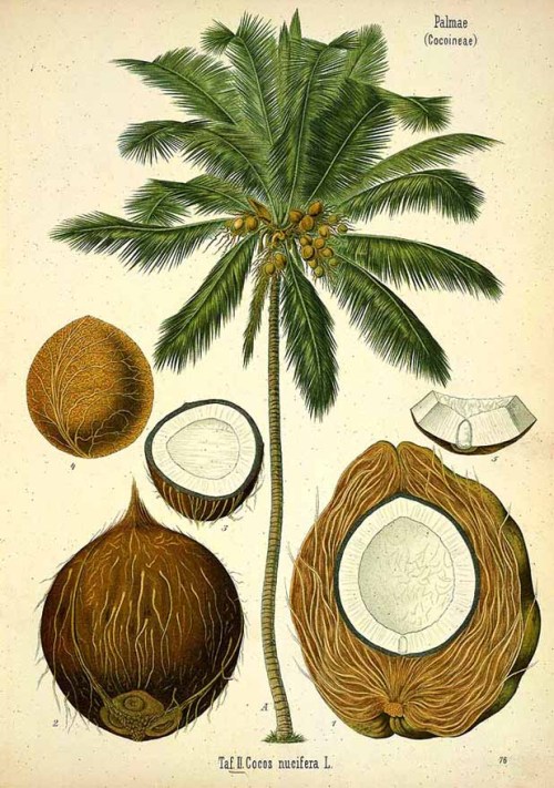 Coconut Palm, Cocos nucifera, From Köhler’s Medizinal-Pflanzen, vol 3,1890. Germany. Via plant gener