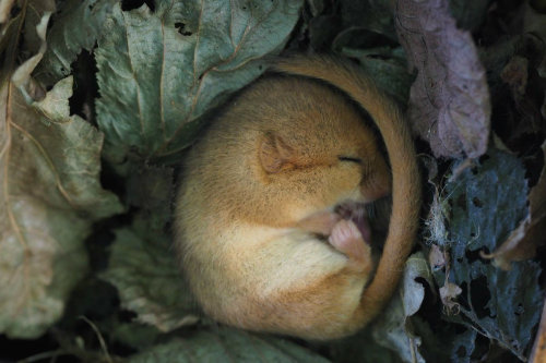 pagewoman:Dormousevia national trust