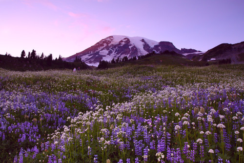 expressions-of-nature:Paradise, Mount Rainier by Lazgrapher