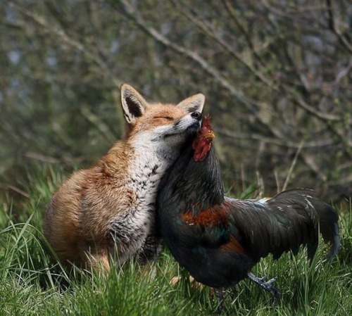 boobytrapzap: everythingfox: The weirdest love story When bae is a snack