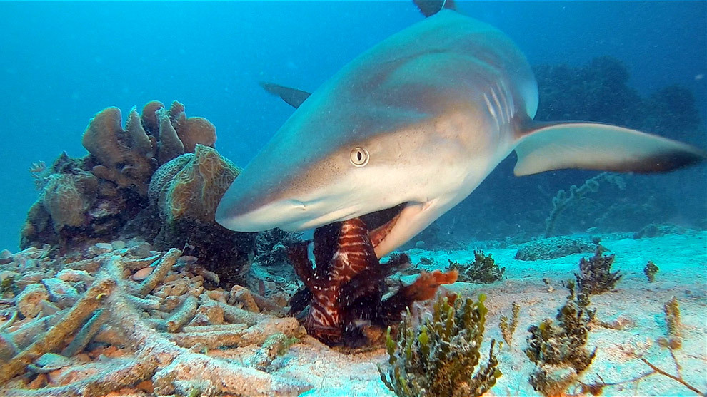 Caribbean Reef Shark (Carcharhinus perezii) eating a lionfish