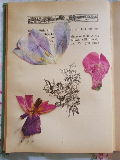 lantiquerose: recently pressed flowers and “Uncle Ben’s Cloverfield” - 1916 