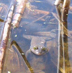 An adult OSF submerged and somewhat camouflaged by the vegetation and brackish bottom of the water.