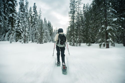 Yosemite National Park: Snowshoeing with a Bobcat