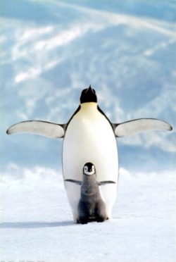 biology-online:  Emperor penguins can weigh