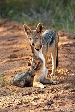 funnywildlife:  funnywildlife: Jackal Pups