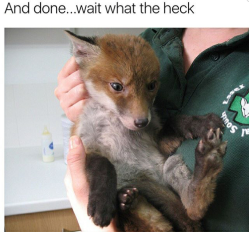 sevensneakyfoxes:violent-darts:BEST KIND OF PUPPY. Dem foxes are sneaky…