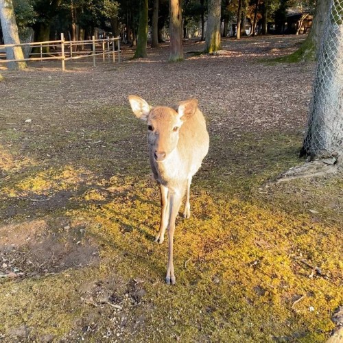 Nara is such a spiritual place for UNESCO sites and wild deers *pet* • Nara Park, Nara JAPAN • #jap