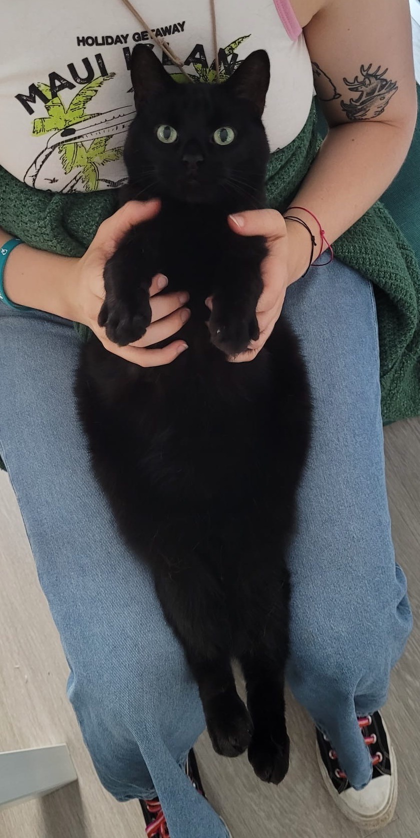 Happy National Black Cat Day! Here Are Some Of The Shapes Mine Makes