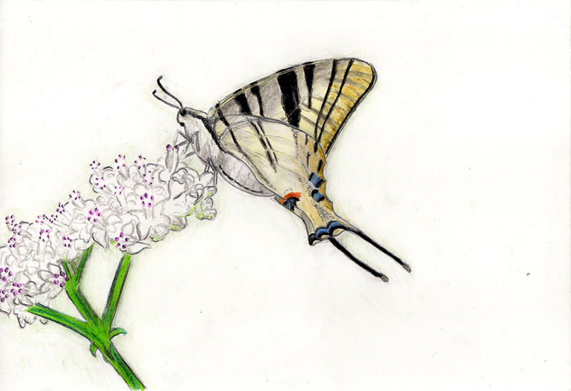 Butterflies - Drawing - Iphiclide PodaliriusKingdom: Animalia
Phylum: Arthropoda
Class: Insecta
Order: Lepidoptera
Family: Papilionidae
Genus: Iphiclides
Species: I. podalirius
Also known as: Scarce Swallowtail