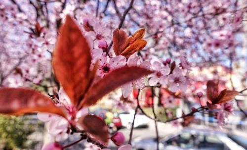 De la serie #primavera llega la tercera entrega con un árbol que era un primor verlo#spring #winte