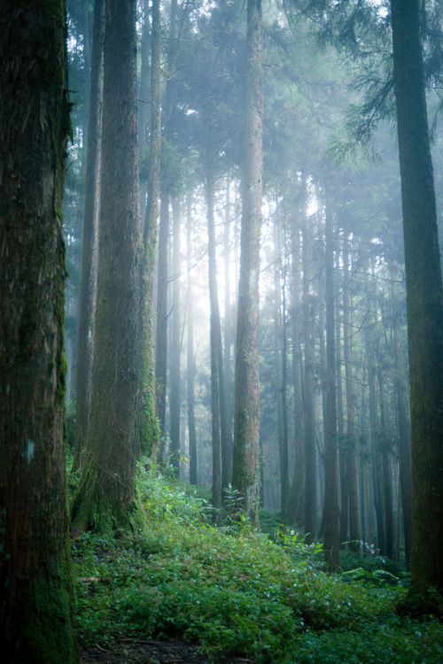 sublim-ature:Alishan, TaiwanRen