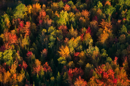 nubbsgalore:  leaf senescence begins with the advent of the summer solstice, as the days get shorter