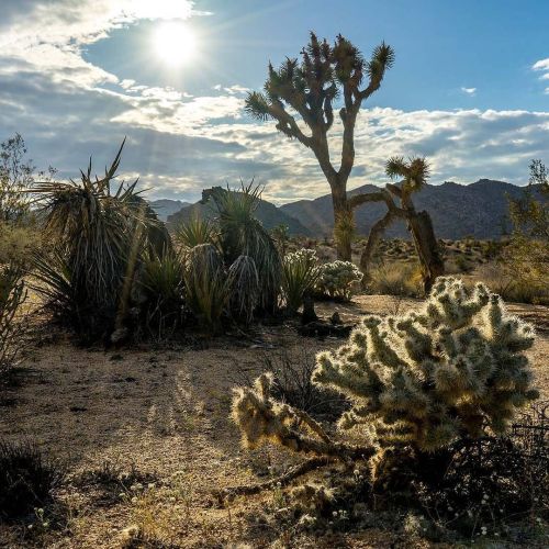 southafricanmonkey:“There’s something magical about exploring Joshua Tree National Park for a few da