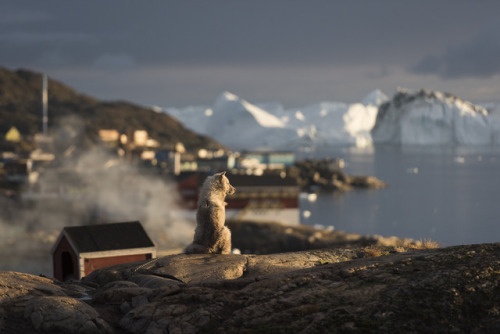 kalaallit qimmiat | ilulissat, greenlandA Greenland Dog overlooking an iceberg-filled Disko Bay.Lore
