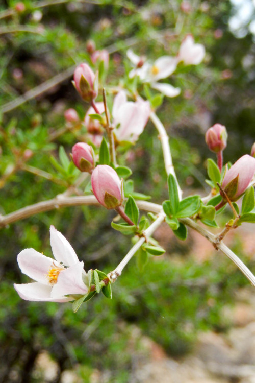 Grand Canyon National Park, ArizonaCliff Fendler Bush21 March 2016