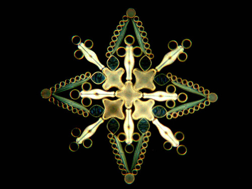 staceythinx:  Klaus Kemp makes these beautiful arrangements out of microscopic diatoms. You can