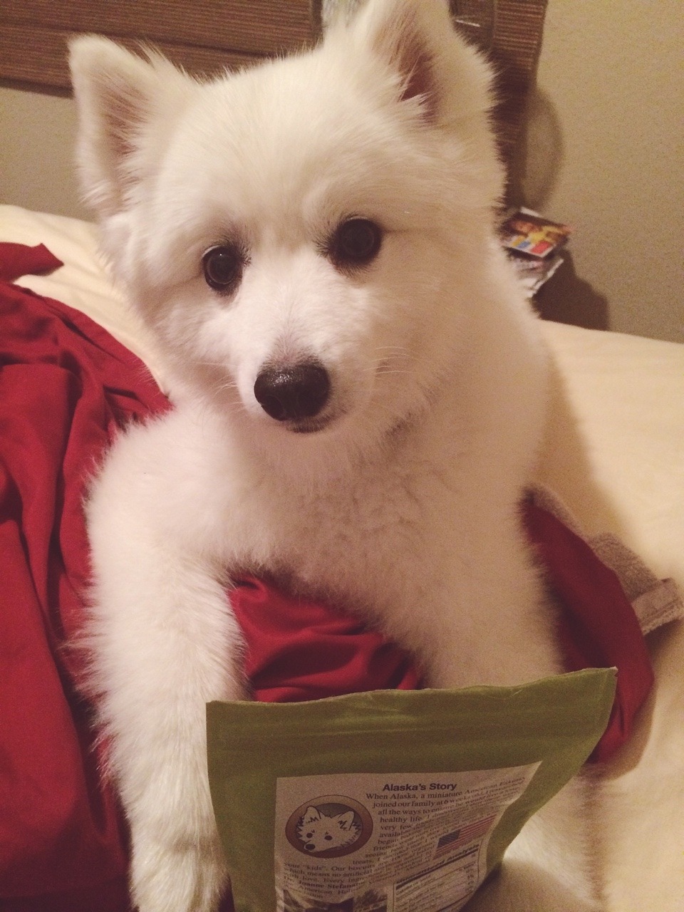 wolfpuke:  He brought his treats over and waited patiently for me to give him one.