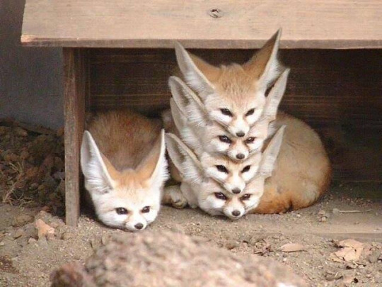 animal-factbook:  Fennec Foxes are highly social creatures with a rigid social hierarchy.