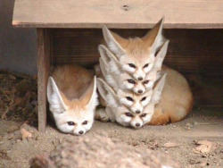 animal-factbook:  Fennec Foxes are highly