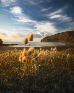 tumblekai:    Hare’s tails, down by the beach.   Website | Instagram    