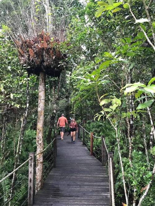 i-traveltheworld: Skyrail Rainforest Cableway, Cairns, Australia❤️❤️