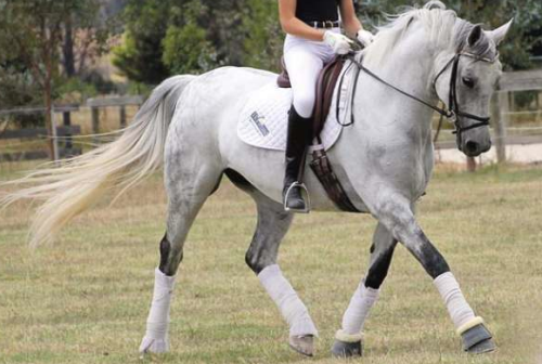redribbontails:definitely a future champ! Pre Nov Dressage 2012
