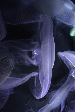 flowerling:  Purple Jellyfish by e.b. image