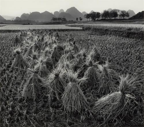 gacougnol:John SextonRice FieldsDusk, near Guilin, China1984