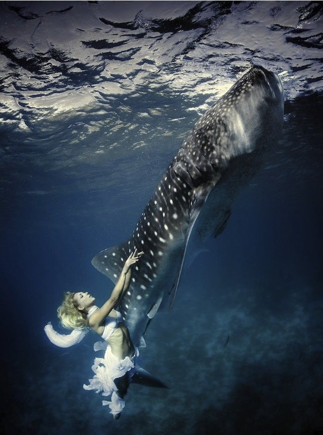 sixpenceee:  Whale Shark Fashion ShootThese pictures of endangered whale sharks along