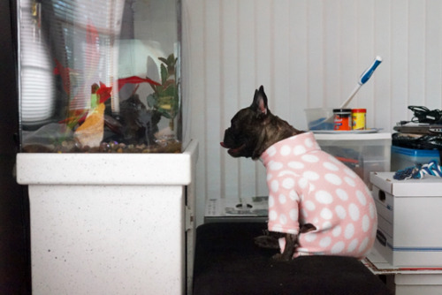tastefullyoffensive:(photos via Sophie the Frenchie)Fascinating