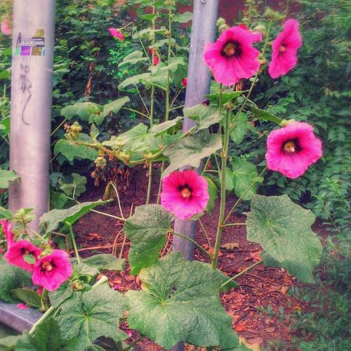 Google+ Applied Some #filter To This #rosebush Pic 15.7.15 #Keuninghaus #Dortmund #Nordstadt #latergram